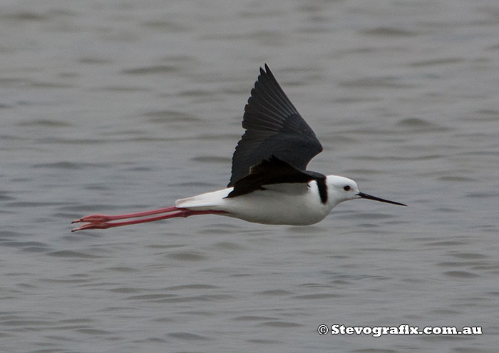 black-winged-stilt-12467