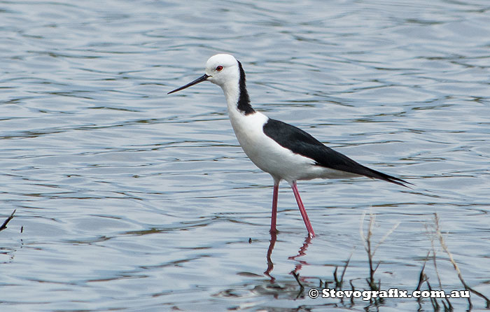 black-winged-stilt-13101