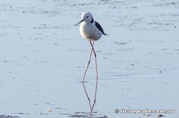 black-winged-stilt-1910