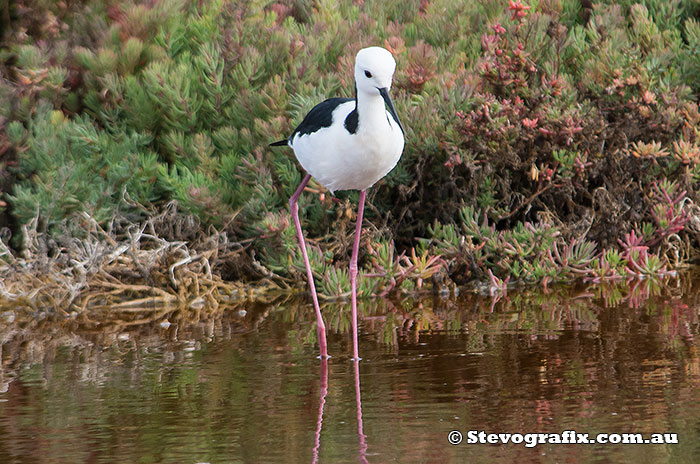 black-winged-stilt-33594