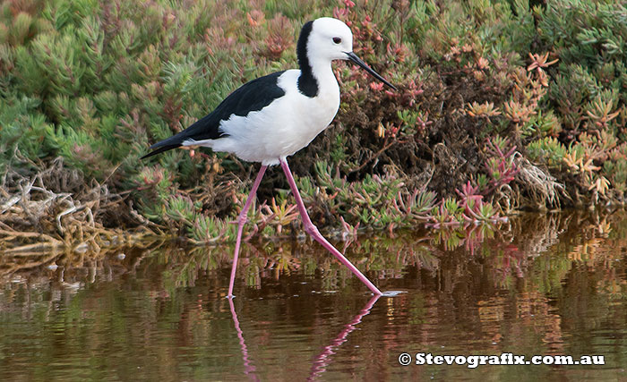 black-winged-stilt-33596