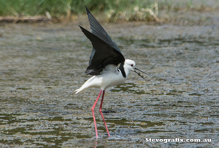 black-winged-stilt-33794