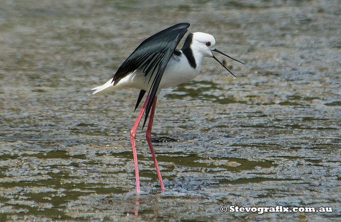 black-winged-stilt-33796