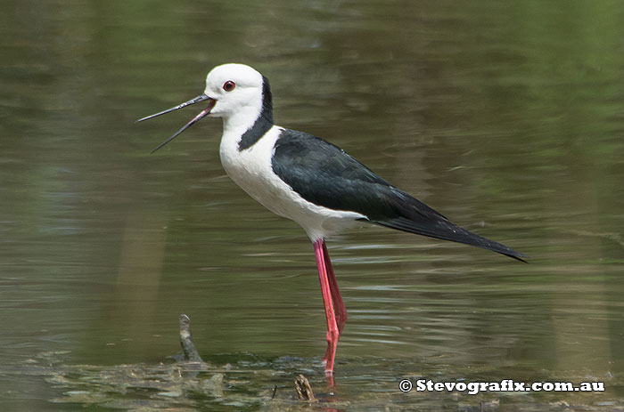 black-winged-stilt-33832