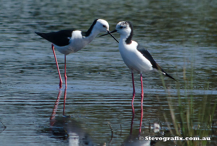 black-winged-stilts-16919