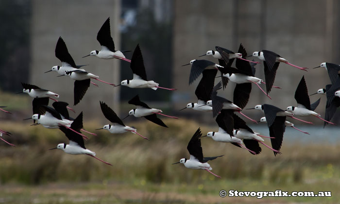 black-winged-stilts-flying-02