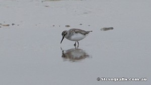 broad-billed-sandpiper-35844