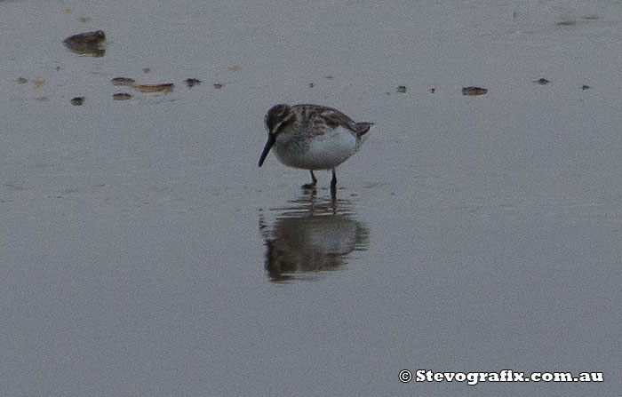 broad-billed-sandpiper-35848