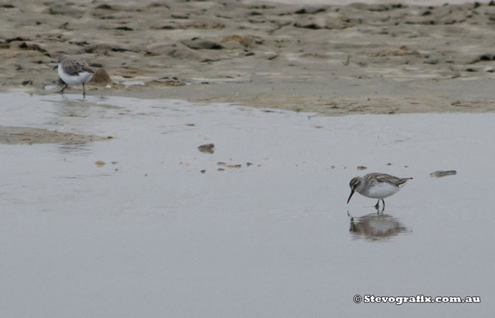 broad-billed-sandpiper-perspective-35844