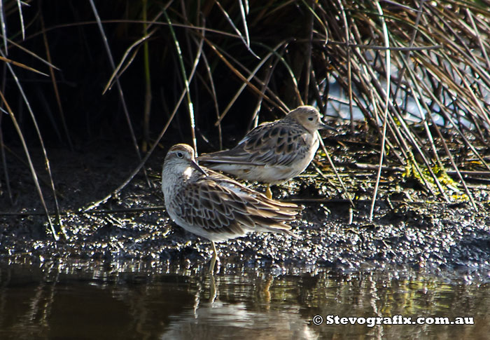 buff-breasted-sandpiper-38088