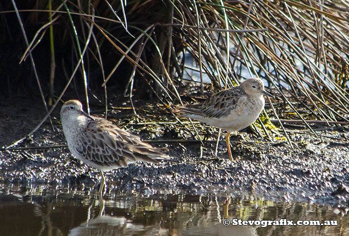 buff-breasted-sandpiper-38121