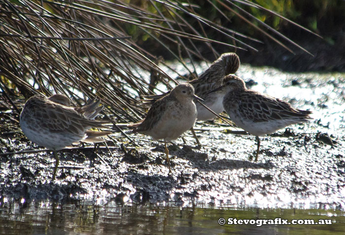 buff-breasted-sandpiper-38351