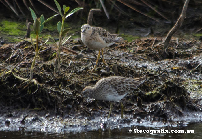 buff-breasted-sandpiper-38571