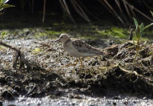 buff-breasted-sandpiper-38575