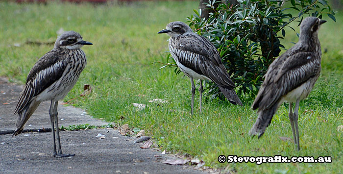 bush-stone-curlew-family