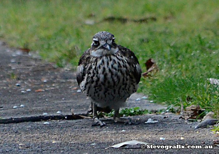 bush-stone-curlew-sitting