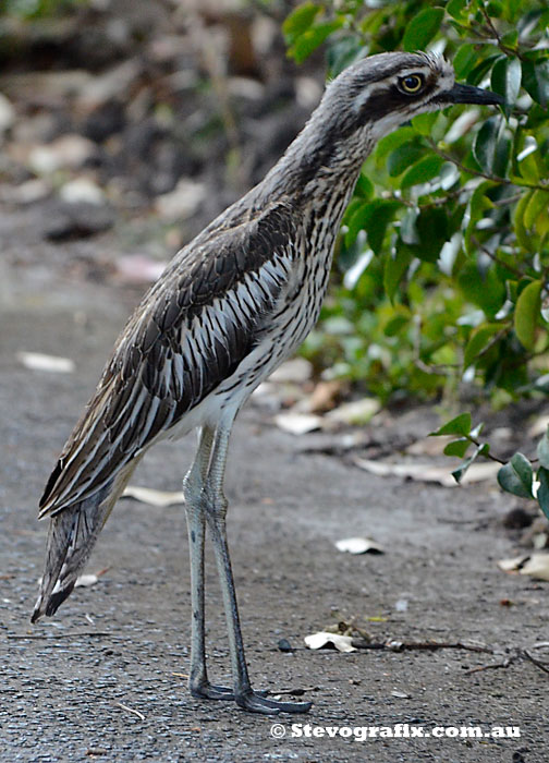 bush-stone-curlew