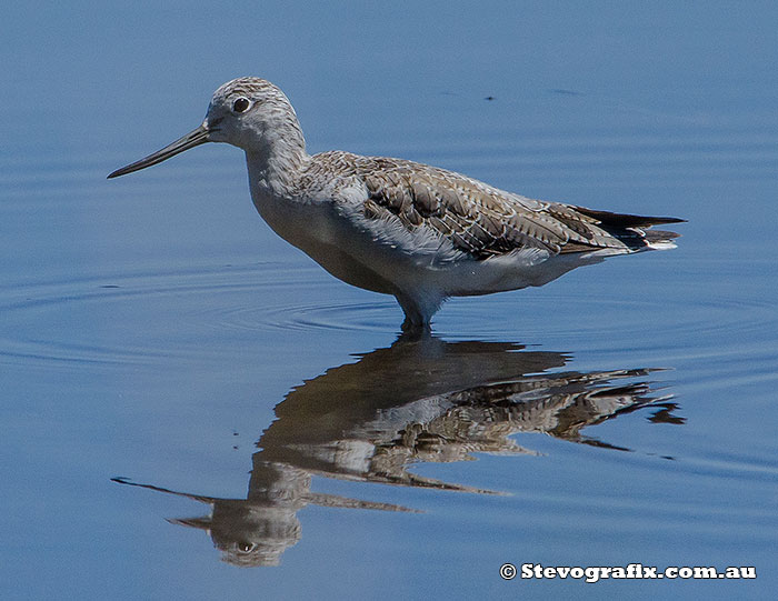 common-greenshank-22180