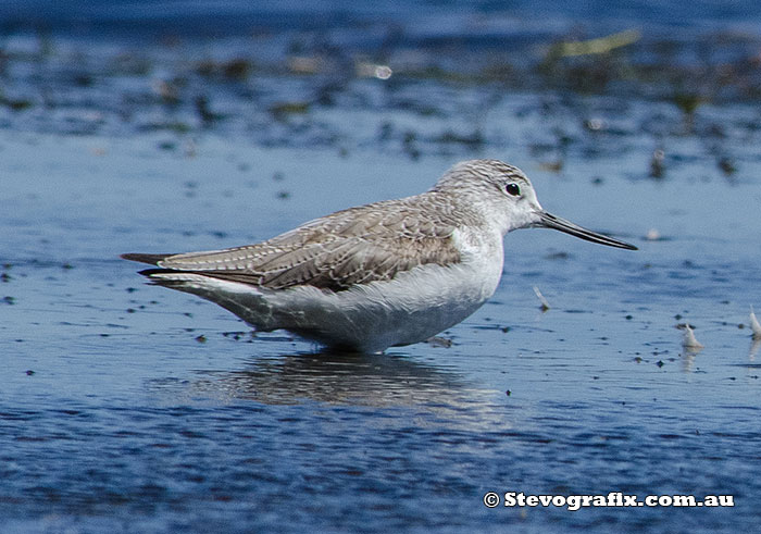 common-greenshank-22439