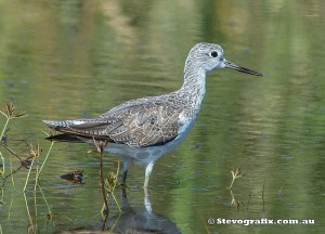 Common Greenshank