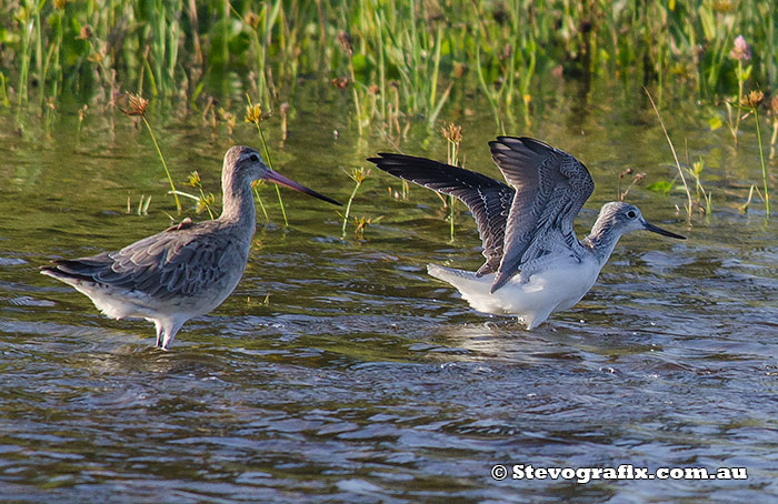 common-greenshank-&-bar-`tailed-godwit-7613