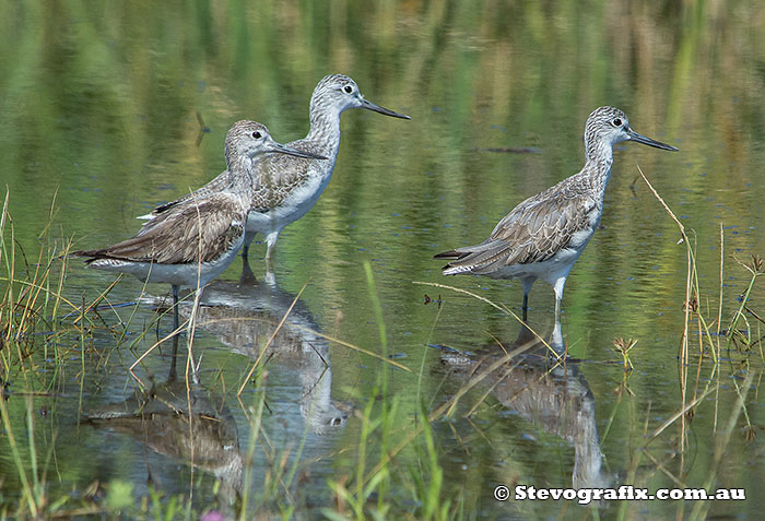 common-greenshanks-36793