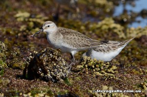 curlew- sandpiper-01