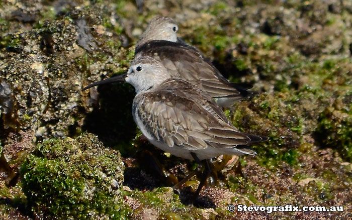 curlew--sandpiper-02