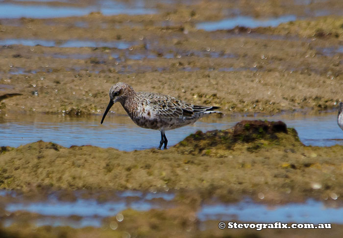 curlew-sandpiper-breeding-start-45048