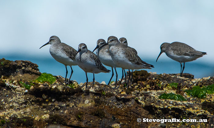 curlew-sandpipers-6654