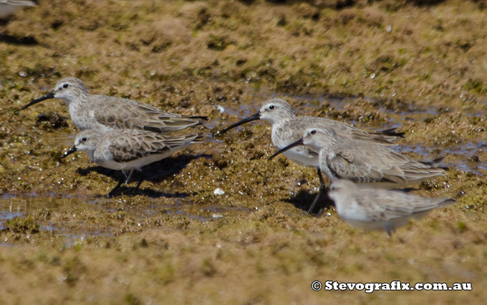 curlew-sandpipers-&-stint-red-necked-45204
