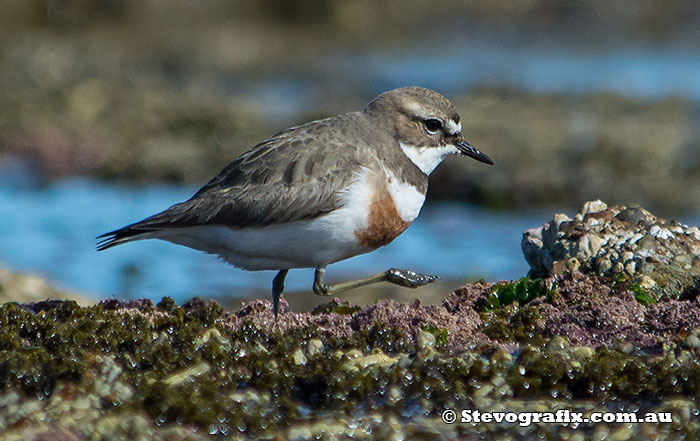 double-banded-plover-2012