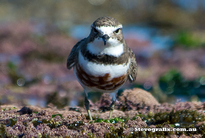 double-banded-plover-2104