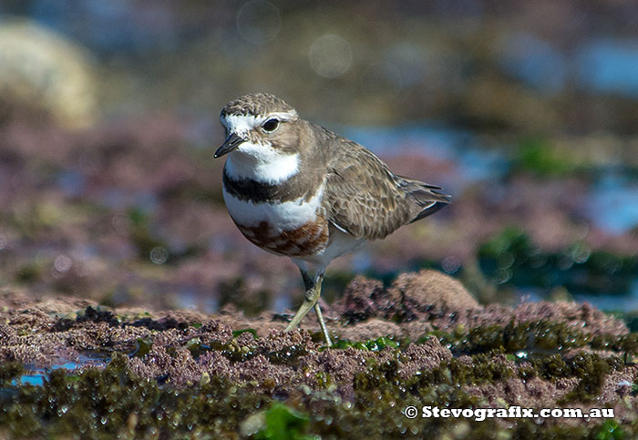 double-banded-plover-2108