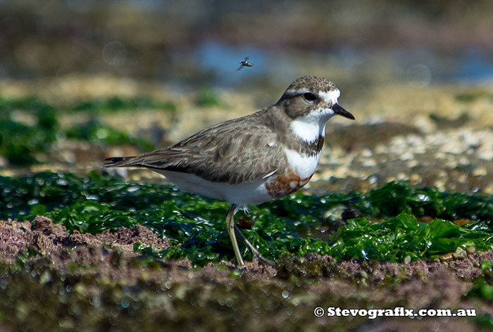 double-banded-plover-2112