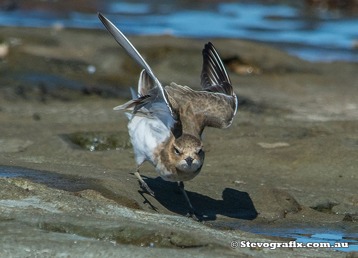 double-banded-plover-23537