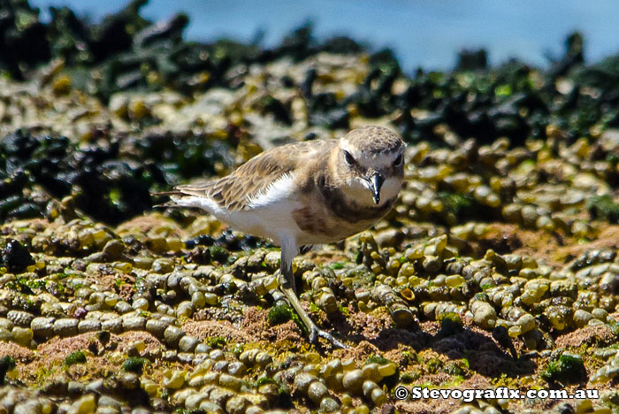 double-banded-plover-44359