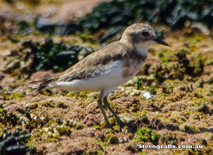 double-banded-plover-45073