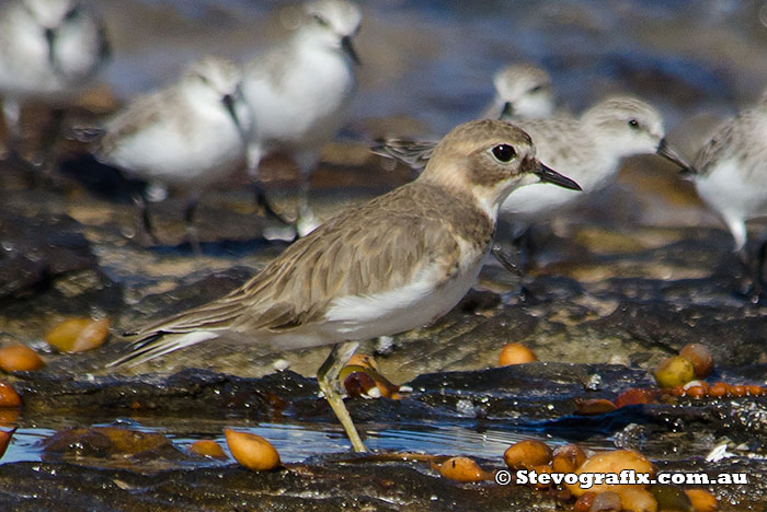 double-banded-plover-45457