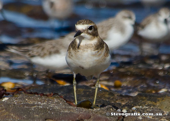 double-banded-plover-45466