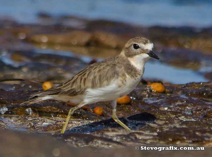 double-banded-plover-45501