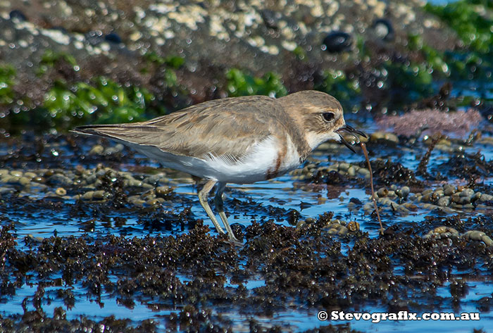 double-banded-plover-worm-27291