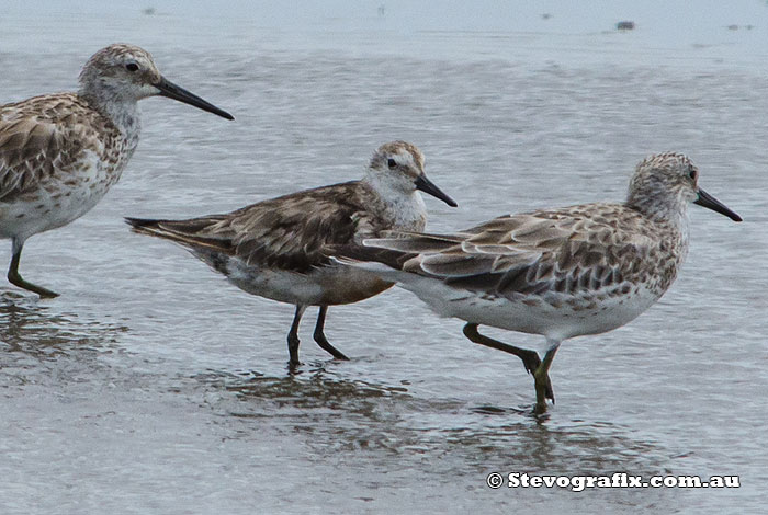 great-&-red-knot-39296