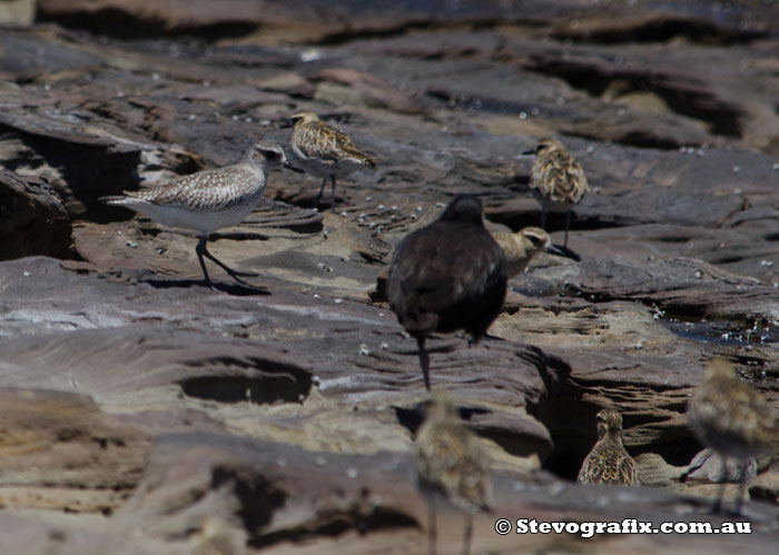 grey-plover-29242