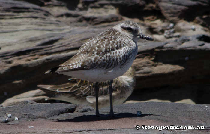 grey-plover-29306