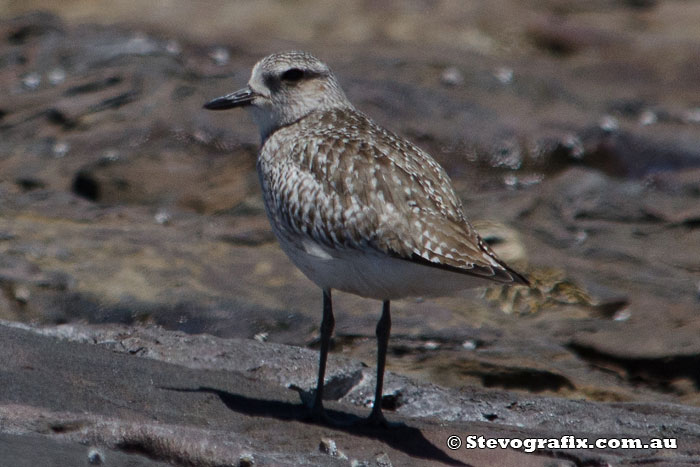 grey-plover-29313
