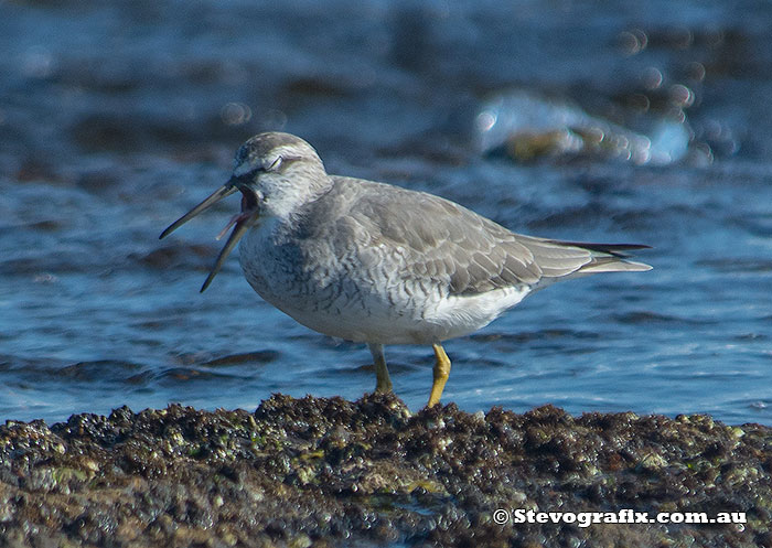 grey-tailed-tattler-22827