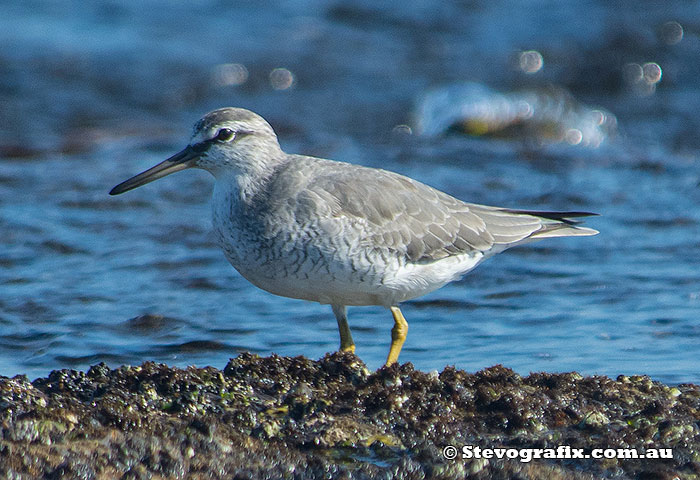 grey-tailed-tattler-22834