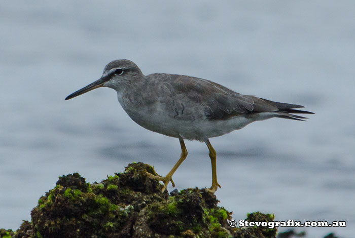 grey-tailed-tattler-41408