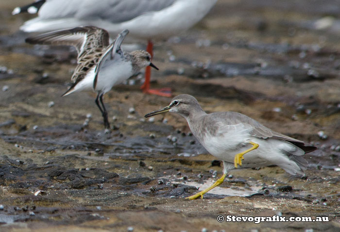 grey-tailed-tattler-&-RNS-43338